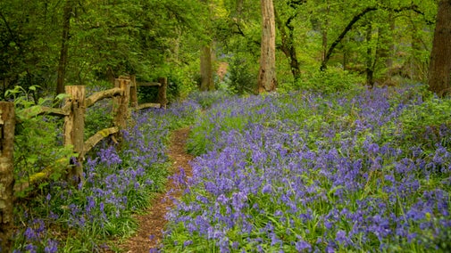Bluebells in the woodland at Stoneywell Leicestershire